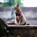 Nylon Cat Harness Adjustable Pet Harnesses Leash Set Mesh - Image 5